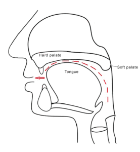 Diagram showing how soft palate closes off back of nose, directing the air into the mouth