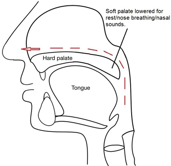 Diagram showing how air can escape if soft palate does not close correctly